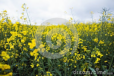 Yellow field of flowering rapeseed. Agricultural industry Stock Photo