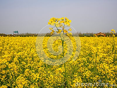 Yellow field full of rapeseed (brasica napus) Stock Photo