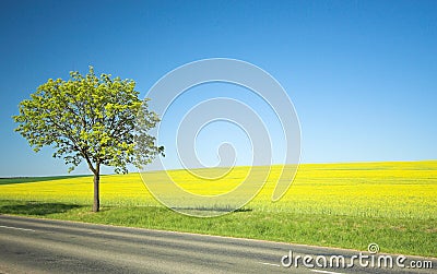 Yellow field and lonely tree Stock Photo