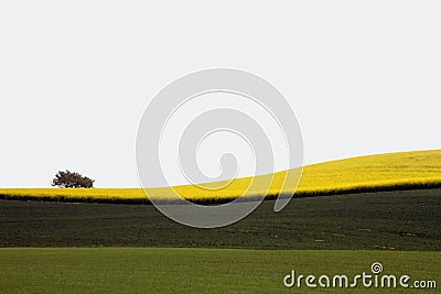 Yellow field with oil seed in early spring Stock Photo