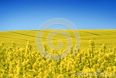 Yellow field with oil seed in early spring Stock Photo