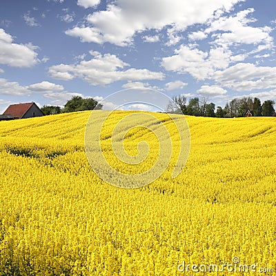 Yellow field with oil seed in early spring Stock Photo