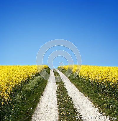 Yellow field with oil seed in early spring Stock Photo