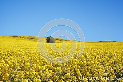 Yellow field with oil seed in early spring Stock Photo