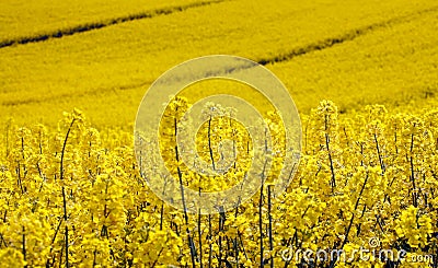 Yellow field with oil seed in early spring Stock Photo