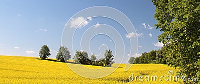 Yellow field in bloom with blue sky Stock Photo