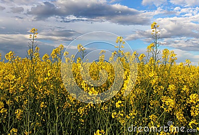 Yellow field - Stock Photo