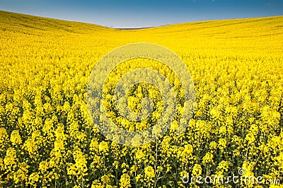 Yellow field rapeseed Stock Photo