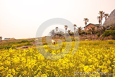 Beyond the sea Mountain. jeju Sanbangsan in south korea. Stock Photo