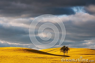 Yellow field rapeseed in bloom Stock Photo