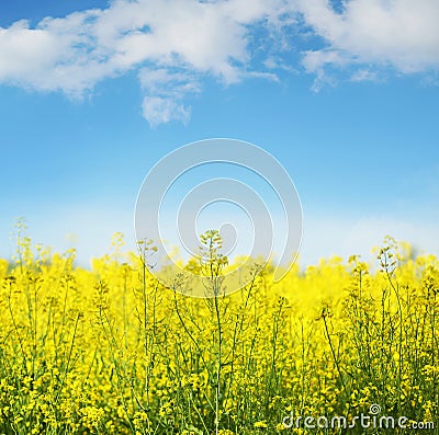 Yellow field rapeseed in bloom Stock Photo