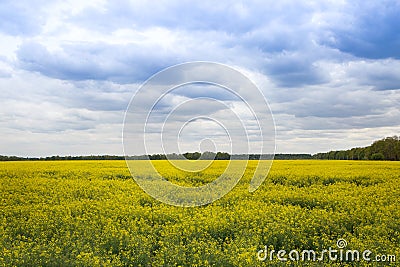 Yellow field of rapeseed flowers in spring. canola flower Stock Photo