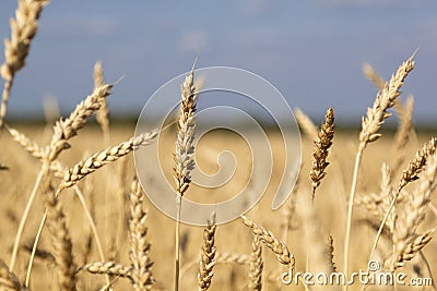 Yellow field of ripe wheat with golden spikelets and strip of forest on horizon line, selective focus Stock Photo