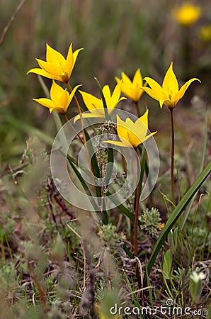 Yellow field's tulips Stock Photo