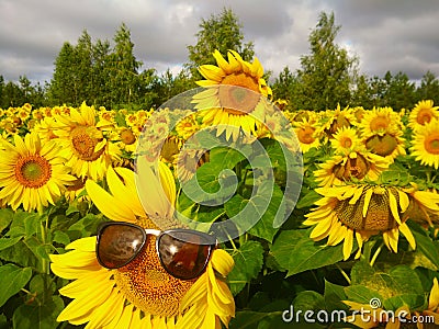 Yellow field of sunflowers against the background of trees in the Republic of Tatarstan Stock Photo