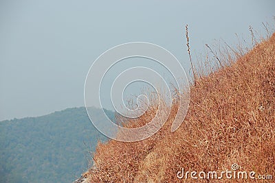 Yellow field on top of the mountain at Monjong Stock Photo