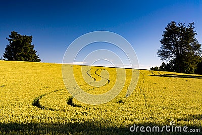 Yellow field with tractor marks heading up the hill Stock Photo