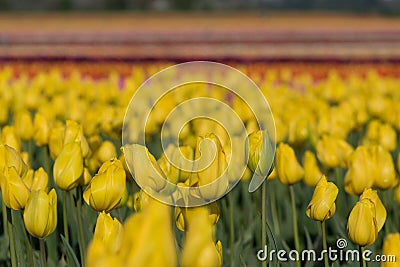 Yellow Field of Tulips Stock Photo