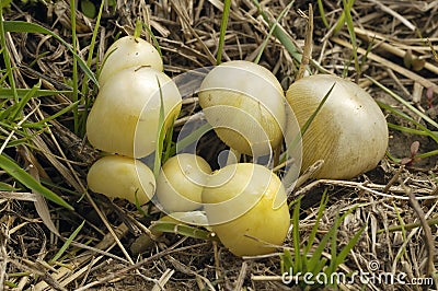 Yellow Fieldcap Stock Photo