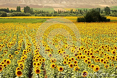 Yellow fields Stock Photo