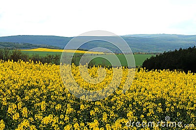 Yellow fields Stock Photo