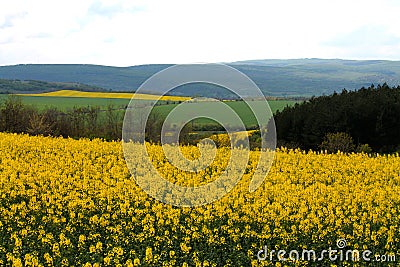 Yellow fields Stock Photo