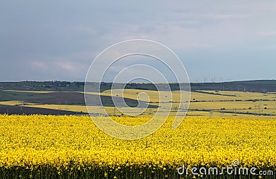 Yellow fields Stock Photo