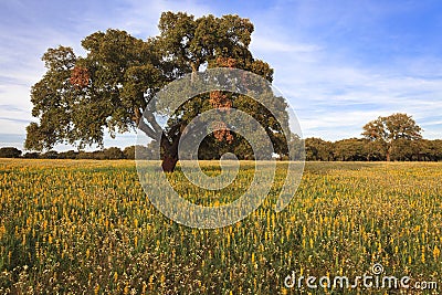 Yellow fields and cork-oak Stock Photo