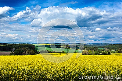 Yellow fields, flowers of rape, colza. Agriculture, spring in Czech Republic Stock Photo