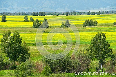 Yellow fields and trees. Stock Photo
