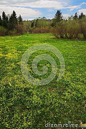 Yellow fields and trees. Sibir. Stock Photo