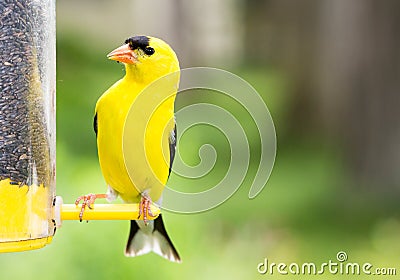 Yellow Finch bird at feeder Stock Photo