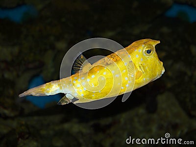 Yellow fish Stock Photo