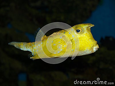 Yellow fish Stock Photo