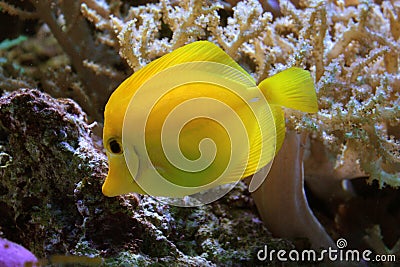 Yellow fish Stock Photo