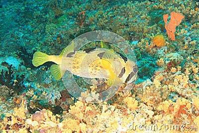 Black-blotched porcupinefish on coral reef Stock Photo