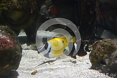 A yellow fish in the deep of sea. Stock Photo