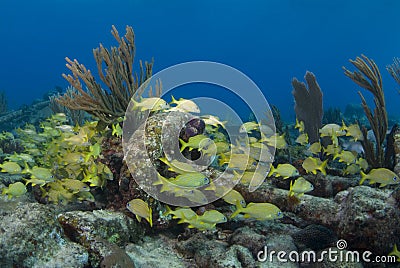 Yellow Fish and Wreckage Stock Photo