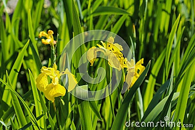 yellow flag, yellow iris or water flag (Iris pseudacorus) flower blooming in spring Stock Photo
