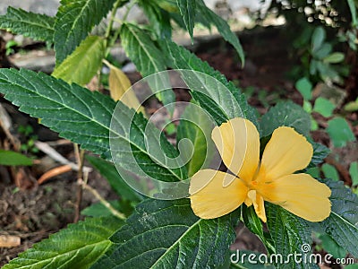 Yellow flowe green leaf Stock Photo