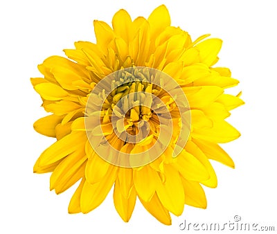 Yellow flower Stock Photo