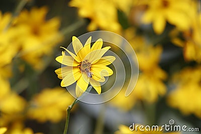 Yellow flower Stock Photo