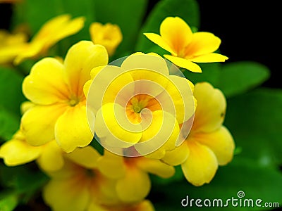 Yellow flower Stock Photo