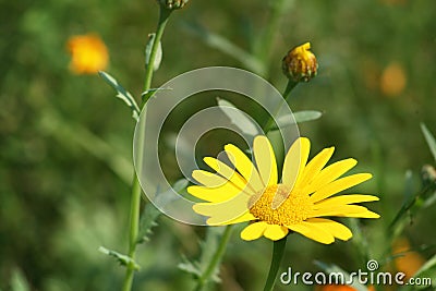 Yellow flower Stock Photo