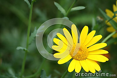 Yellow flower Stock Photo