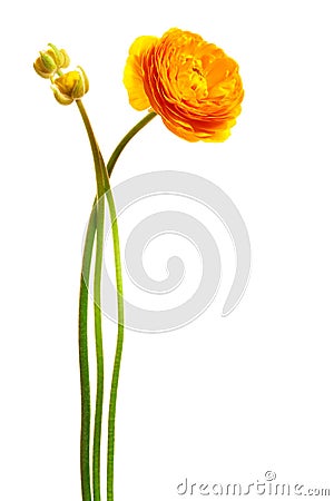 Yellow flower Stock Photo