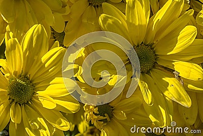 The Yellow Flower of Abstract Stock Photo