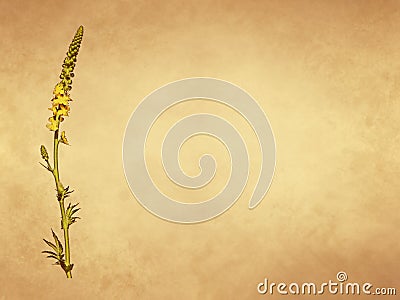Yellow flower of agrimony plant on old paper background Stock Photo