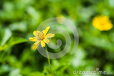 Yellow flower Stock Photo