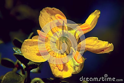 Flower of the Creosote Bush Stock Photo